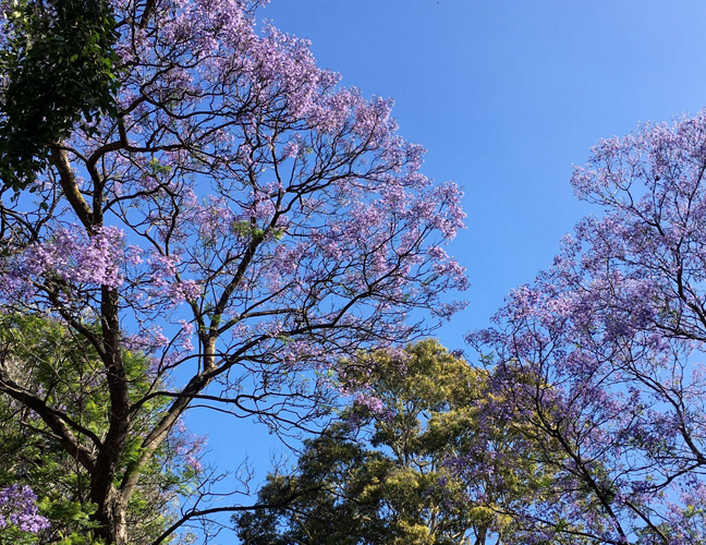 ジャカランタの花