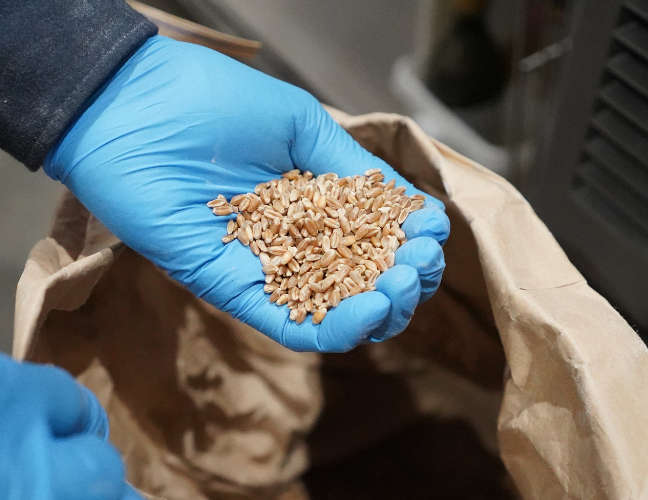 酒井さんがパン職人になる前に出会ったナカツカサファームさんで生産されている小麦 