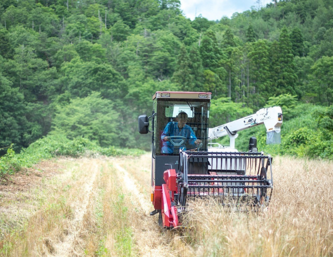 小麦生産者「ナカツカサファーム」さんでの小麦収穫風景 