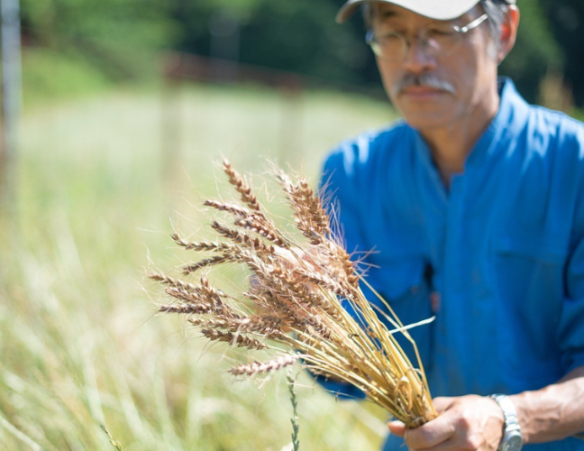 こだわって生産された小麦を手に取るナカツカサファームの中務さん