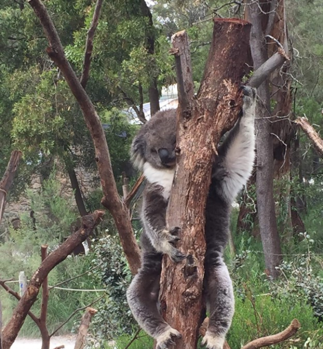 野生のコアラ（オーストラリア）