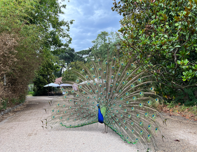 パーク・フローラルの孔雀