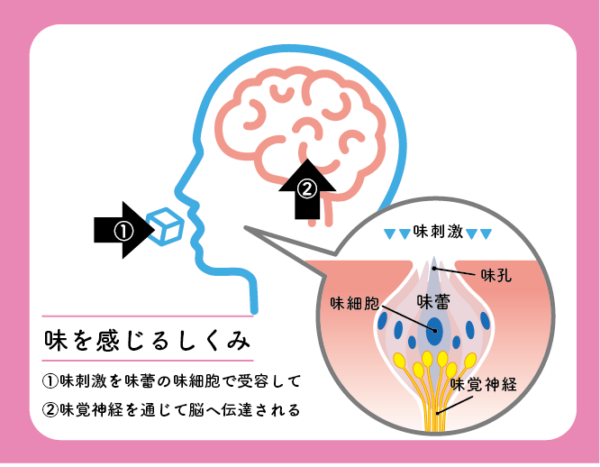 教えて！専門家の皆さん！！美味しいものを作るために知っておくべき「味覚」について - chefno®︎